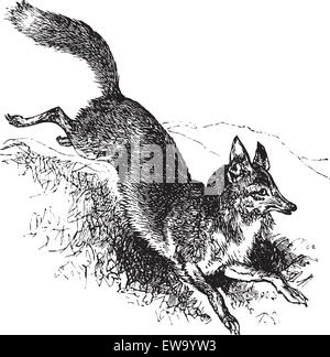 Golden jackal or Canis aureus vintage engraving. Old engraved illustration of alert canis aureus. Stock Vector
