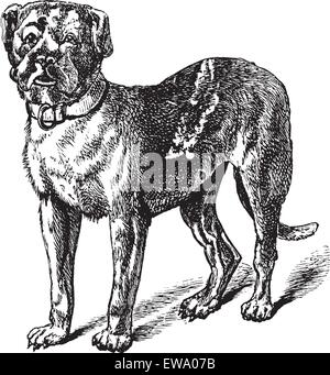 Dogue or Dogue de Bordeaux or Bordeaux Mastiff or French Mastiff or Bordeauxdog or Canis lupus familiaris, vintage engraving. Old engraved illustration of Dogue. Stock Vector