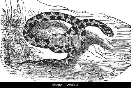 Chicken Snake or Rat Snake or Elaphe sp. or Pituophis melanoleucus, vintage engraving. Old engraved illustration of a Chicken Snake. Stock Vector