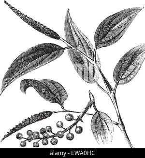Cubeb or Tailed Pepper or Java Pepper or Piper cubeba, vintage engraving. Old engraved illustration of a Cubeb plant showing berries. Stock Vector