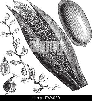 Date Palm or Phoenix dactylifera, vintage engraving. Old engraved illustration of a Date Palm inforescence (left and center) and palm fruit (right). Stock Vector
