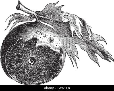 Gall of an oak and the way of insect escapes, vintage engraving. Old engraved illustration of Gall of an oak with infectious worm and the way of its escape, isolated on a white background. Stock Vector