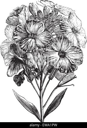 Aegean wallflower or Erysimum cheiri or Cheiranthus cheiri, vintage engraving. Old engraved illustration of Aegean wallflower, isolated on a white background. Stock Vector