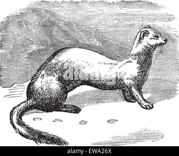 Download Ferret weasel ermine mammal black silhouette animal Stock Vector Image & Art - Alamy