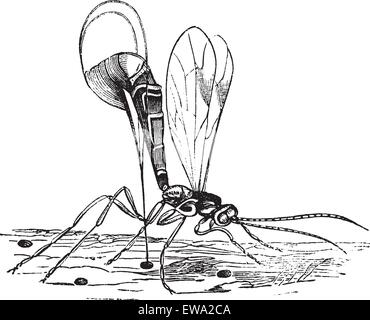 Ichneumon wasp or Ichneumon or scorpion wasp or Ichneumon fly, vintage engraving. Old engraved illustration of Ichneumon wasp. Stock Vector