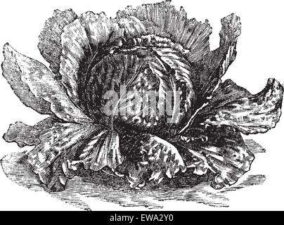 Lettuce (Lactuca sativa) vintage engraving. Old engraved illustration of lettuce isolated on white. Stock Vector