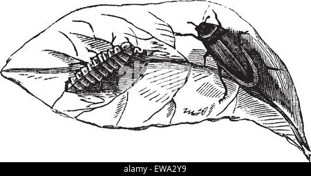 Glow worm (Lampyris Noctiluca) on leaf vintage engraving. Old engraved illustration of glow worms on leaf. Stock Vector