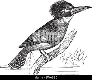 Belted Kingfisher or Megaceryle alcyon or Ceryle alcyon, vintage engraving. Old engraved illustration of Belted Kingfisher (male) waiting on a branch. Stock Vector