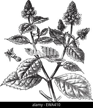 patchouli plant illustration