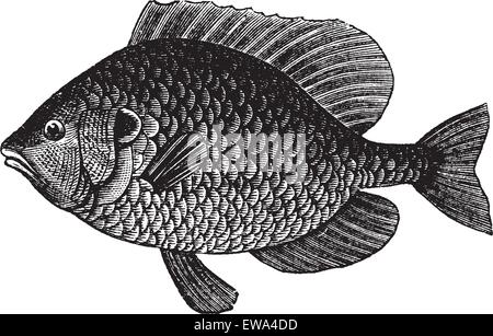 Pumpkinseed Sunfish or Lepomis gibbosus, vintage engraved illustration. Trousset encyclopedia (1886 - 1891). Stock Vector