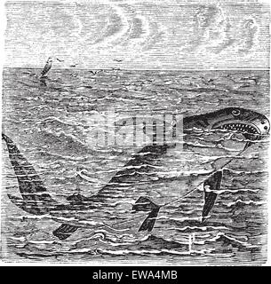 Great white shark or Carcharodon carcharias or Great white or White pointer or White shark or White death or Squalus carcharias, vintage engraving. Old engraved illustration of Great white shark in the ocean. Stock Vector