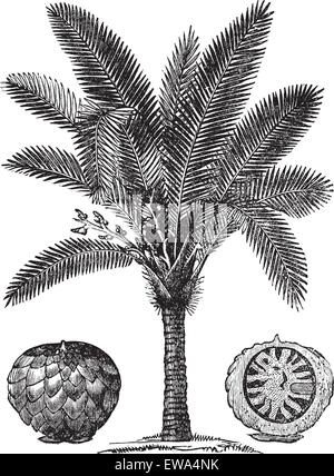 Sago Palm or Metroxylon sagu, vintage engraving. Old engraved illustration of Sago Palm. Stock Vector