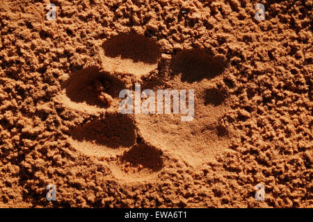 Imprint of the paw of a mature lion (Panthera leo) in soft sand, South Africa Stock Photo