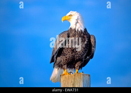 Bald Eagle sitting on post near water, Alaska Stock Photo