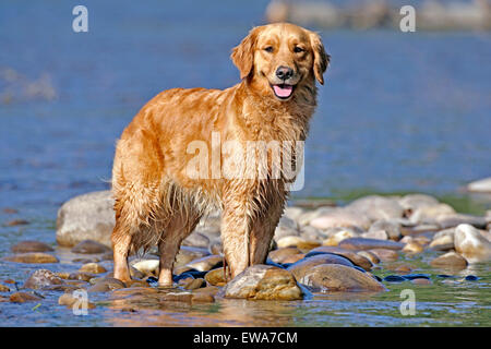 Golden Retriever standing on rocks in river Stock Photo