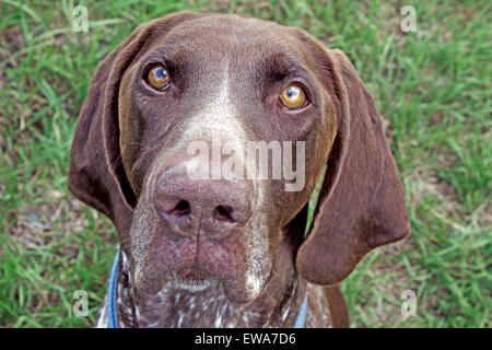 German Shorthair Pointer, sitting, portrait closeup Stock Photo