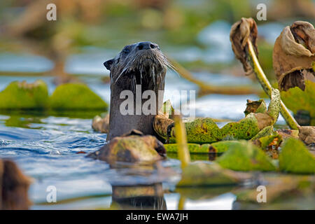 River Otter swimming among water lilies, watching, alert  ( lutra canadensis ) Stock Photo