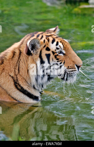 Bengal Tiger standing in water, portrait closeup Stock Photo