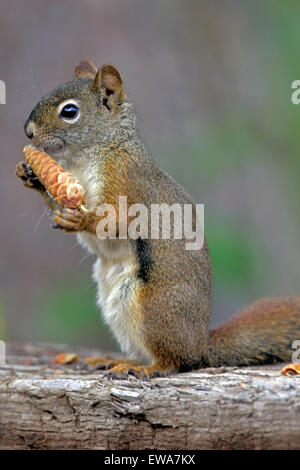 Red Squirrel sitting on old log feeding on spruce cone Stock Photo