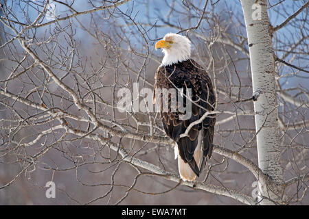 Bald Eagle perched in Poplar Tree Stock Photo