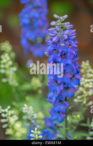 Larkspur Delphinium blue flower close up Stock Photo