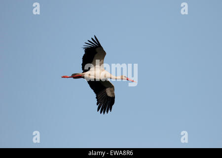 White stork, Ciconia ciconia, single bird in flight, Romania, May 2015 Stock Photo