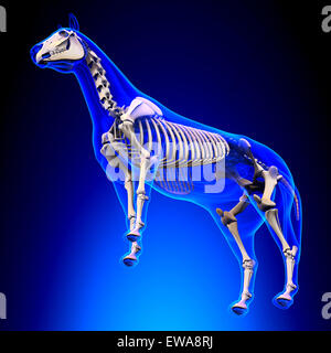 Horse Skeleton - Horse Equus Anatomy - on blue background Stock Photo