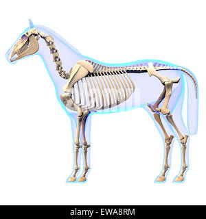 Horse Skeleton Side View - Horse Equus Anatomy - isolated on white Stock Photo