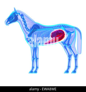 Horse Cecum - Horse Equus Anatomy - isolated on white Stock Photo