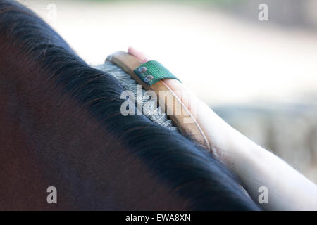 A horse having its mane groomed, close up Stock Photo