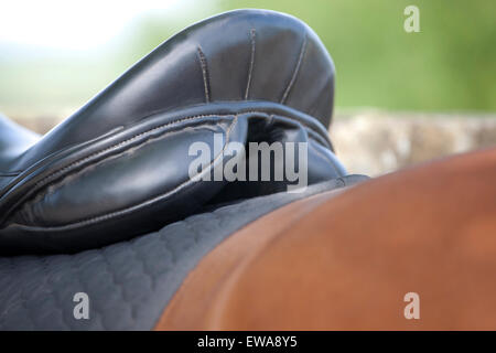 A saddle on a horse, cropped Stock Photo