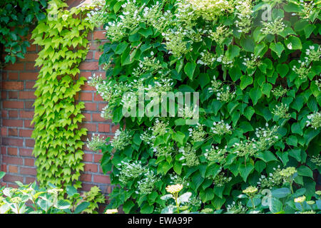 Schizophragma hydrangeoides hydrangea vine Stock Photo