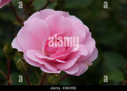 Flower Carpet Pink standard rose Stock Photo