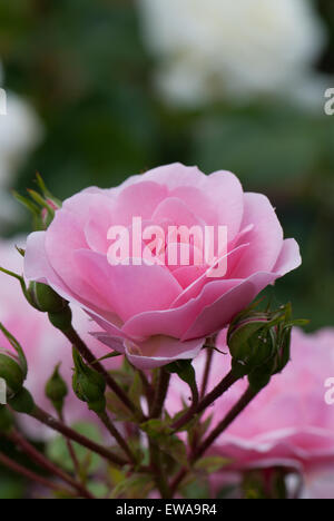 Flower Carpet Pink standard rose Stock Photo