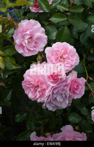 Flower Carpet Pink standard rose Stock Photo