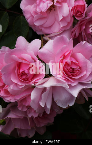 Flower Carpet Pink standard rose Stock Photo