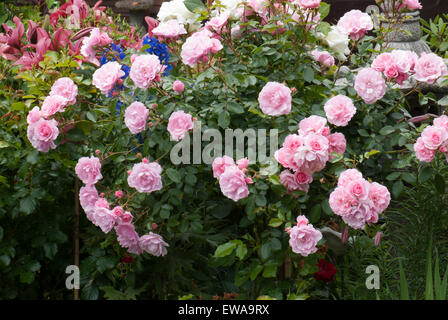 Flower Carpet Pink standard rose Stock Photo