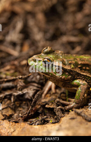 The Southern Bell frog also known as the Growling Grass Frog - Litoria Raniformis native to Australia and introduced to New Zealand Stock Photo