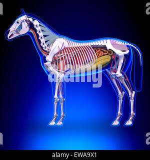 Horse Anatomy - Internal Anatomy of Horse Stock Photo