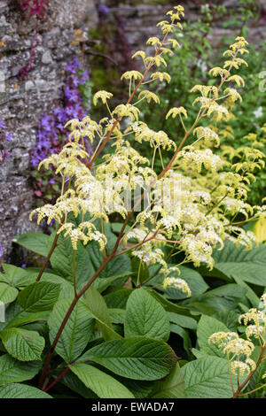 Airy lemon flower spikes of Rodgersia pinnata 'Elegans' stand well above the architectural foliage Stock Photo
