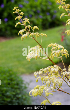 Airy lemon flower spikes of Rodgersia pinnata 'Elegans' Stock Photo