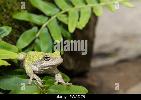 Gray Treefrog Stock Photo