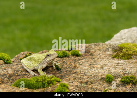 Gray Treefrog Stock Photo