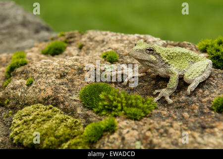 Gray Treefrog Stock Photo