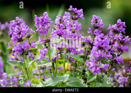 Stachys macrantha Superba purple flowers close up Stock Photo