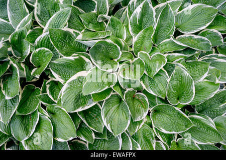 Rich green white bordered hosta leaves with raindrops on them Stock Photo