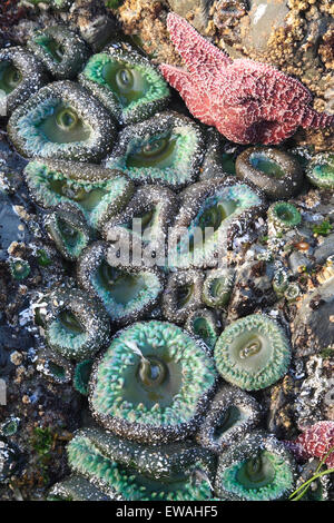 Sea life in the inter-tidal zone, Chesterman Beach, Tofino, Vancouver Island, British Columbia Stock Photo