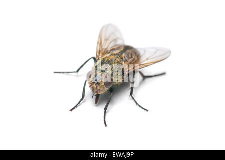 Housefly isolated on white background Stock Photo