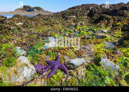 Purple sea star (Pisaster ochraceus) starfish on beach, Pipers Lagoon Park, Nanaimo, Vancouver Island, British Columbia Stock Photo