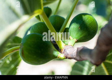 Green figs On Branch Closeup Stock Photo